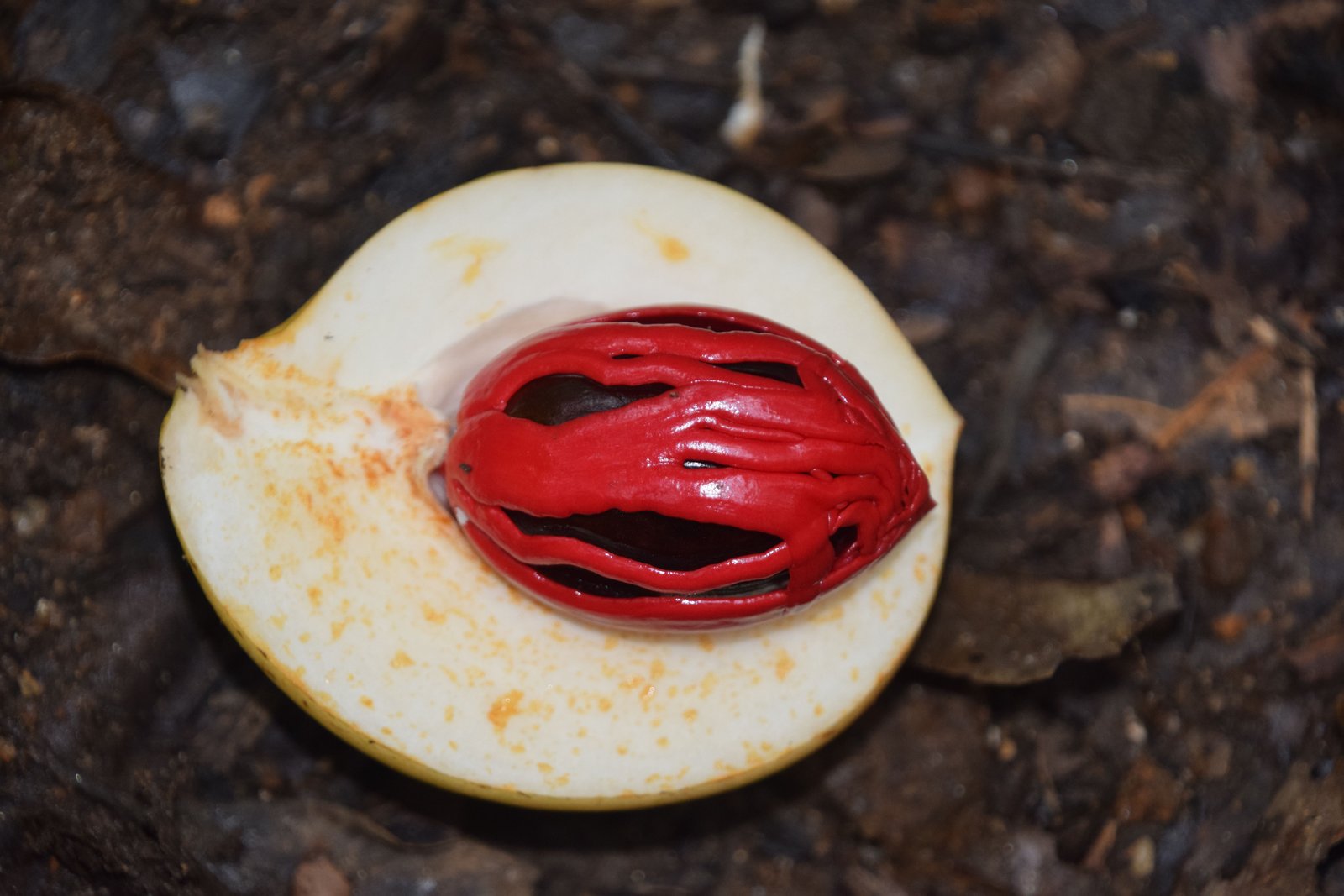 Nutmeg